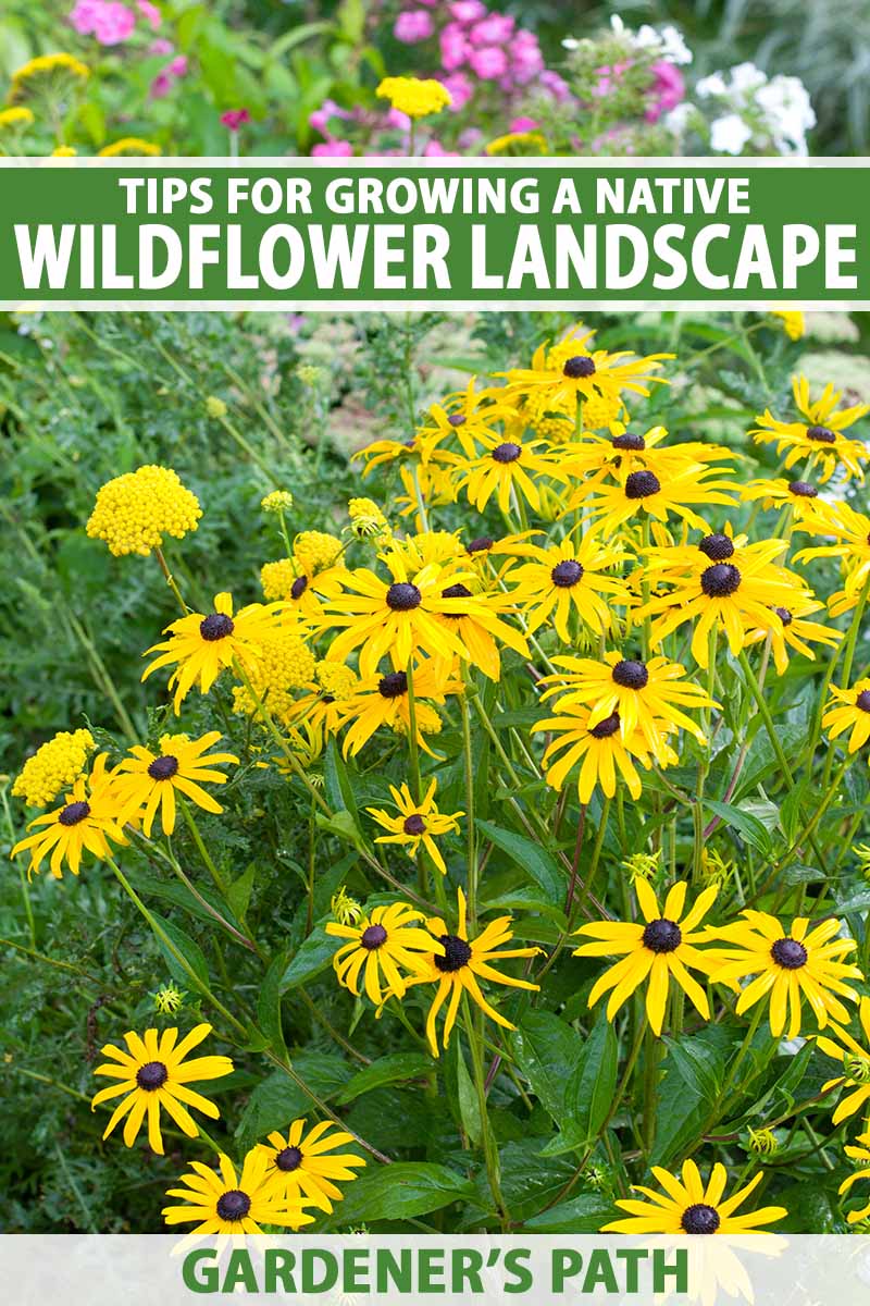 Tips for Growing a Native Wildflower Landscape